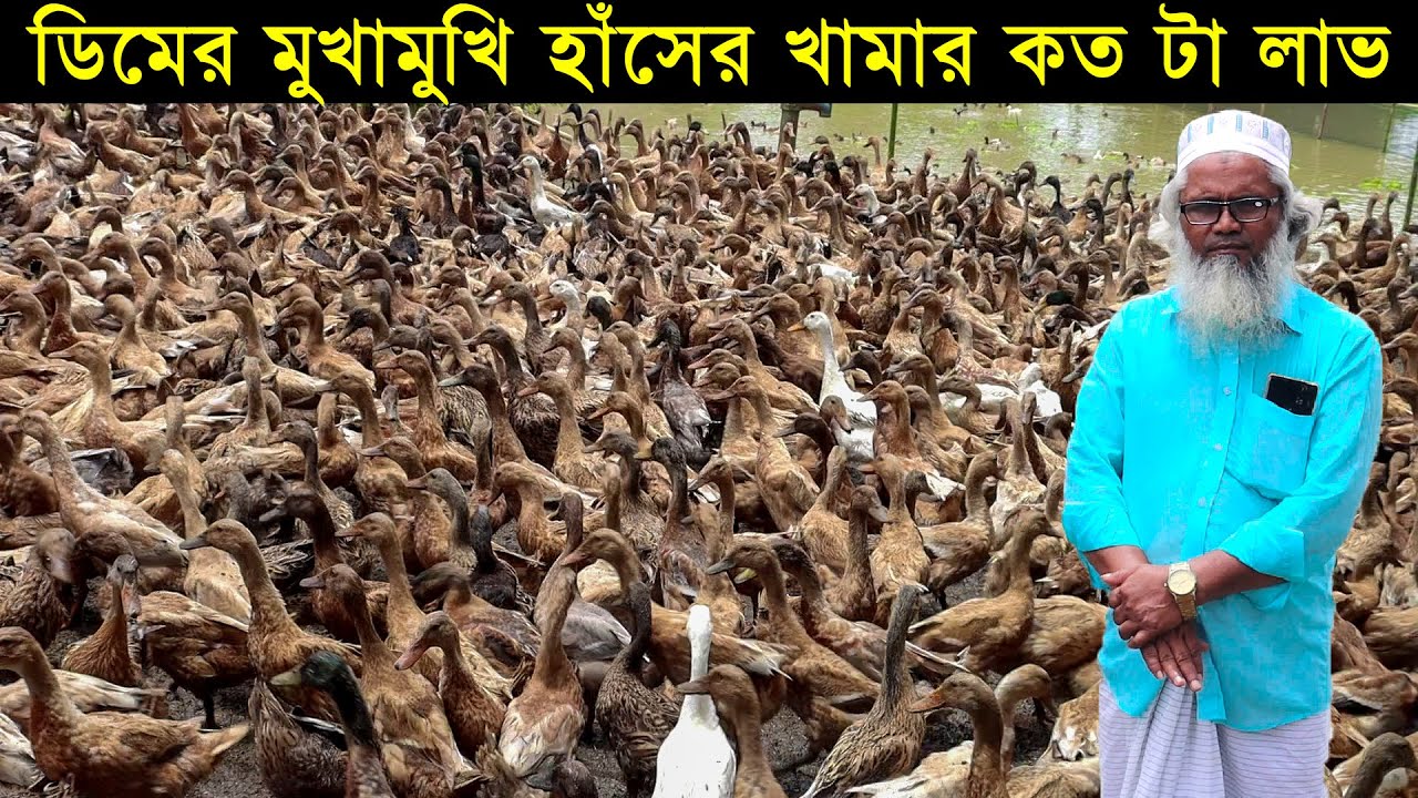 ডিমের মুখামুখি হাঁসের খামার কত টা লাভ? পাইকারি দামে হাঁস কিনুন।Duck Farming