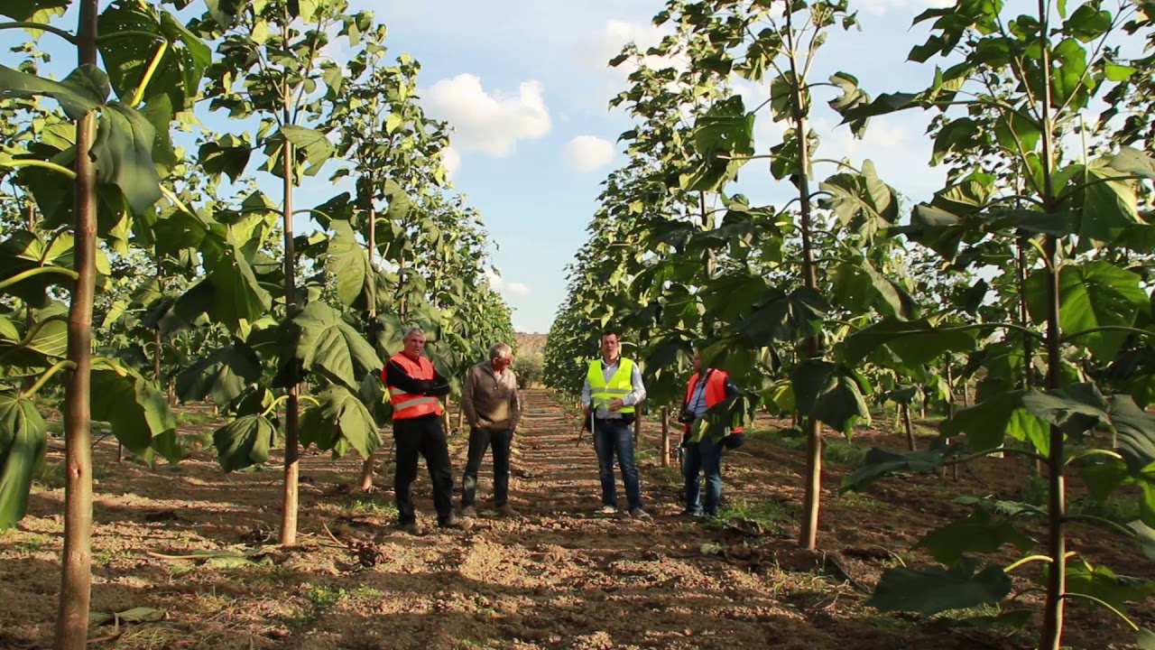 Paulownia Cotevisa 2 - plantatie exemplara 2018!!!(formarea radacinilor)