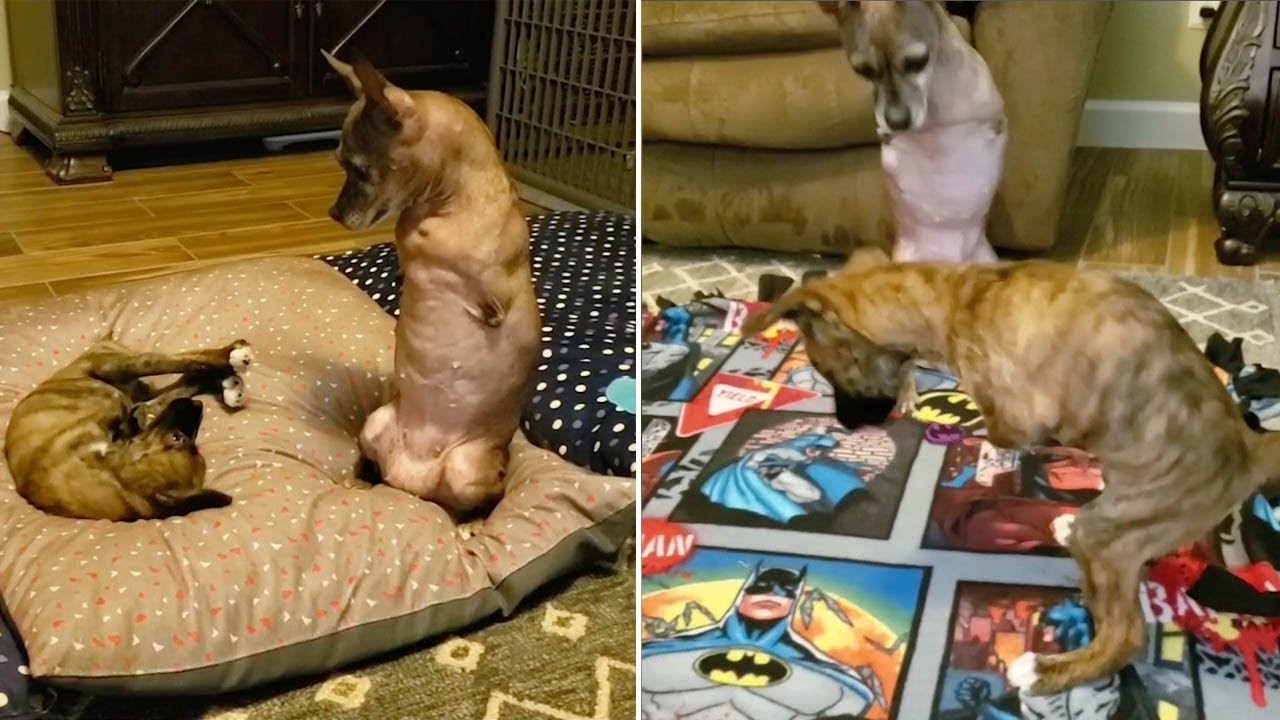 Two Legged Dog Helps Two Legged Puppy