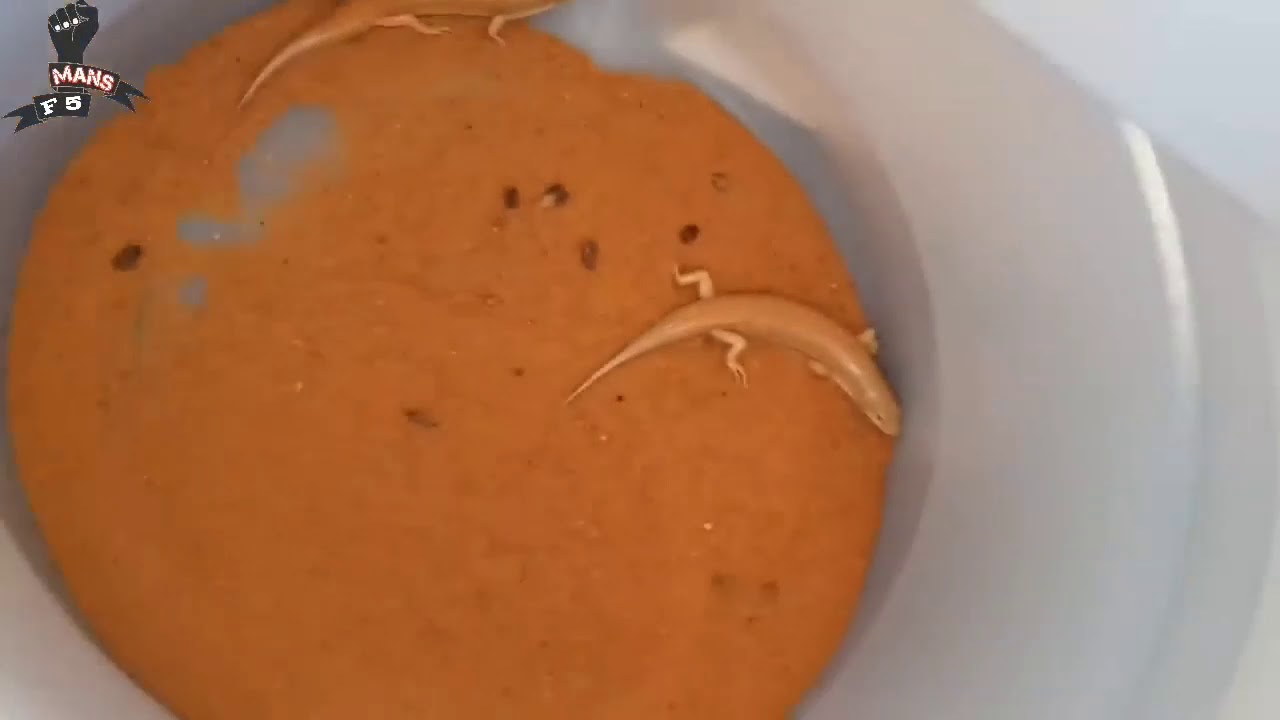 صيد سمك الصحراء