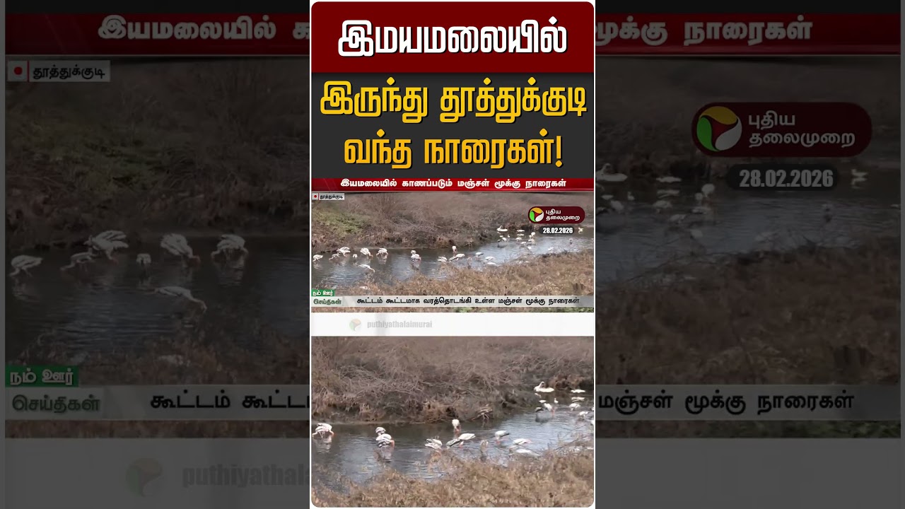 இமயமலையில் இருந்து தூத்துக்குடி வந்த நாரைகள்! | Himalayas | Tuticorin
