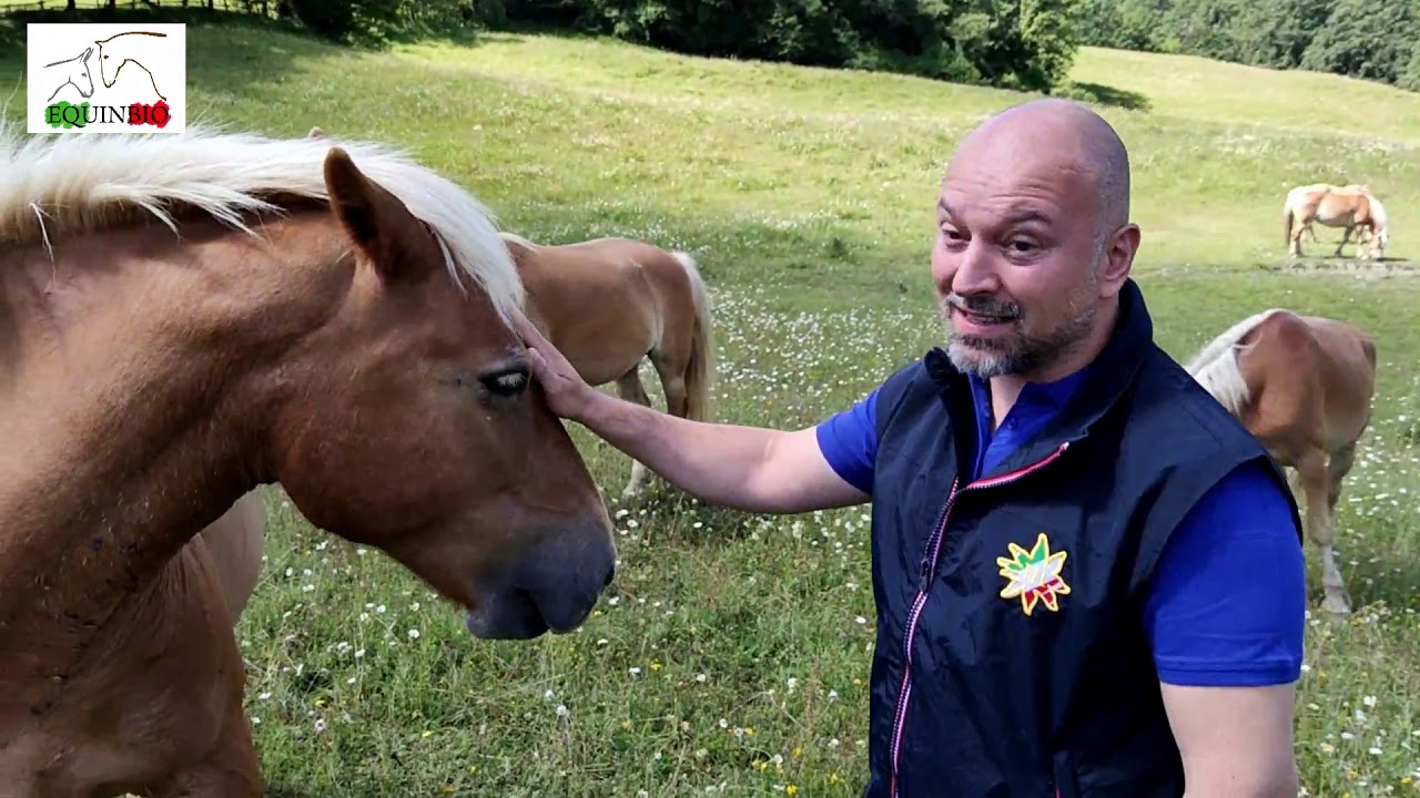 PSRN EQUINBIO  - L' ALLEVAMENTO HAFLINGER