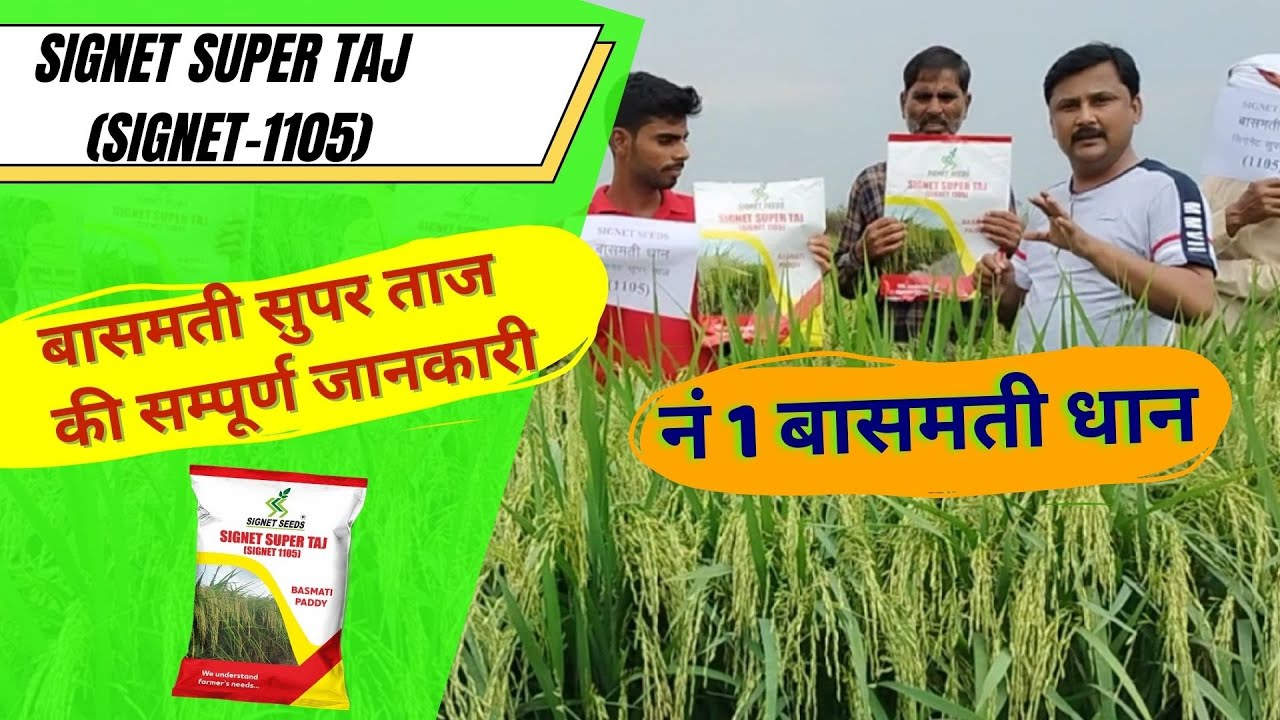 Best Basmati Paddy-सिगनेट सुपर ताज (सिगनेट -1105) की सम्पूर्ण जानकारी| बासमती की खेती #signetseeds