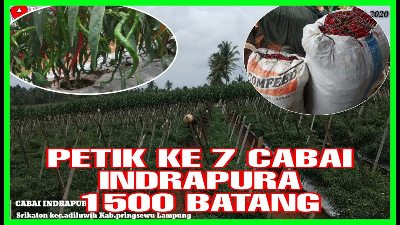 Cabai Indrapura || Petik ke 7 -80kg 1500 Batang
