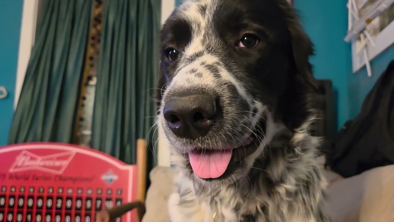 Bell the 1 year old Great Pyrenees puppy 