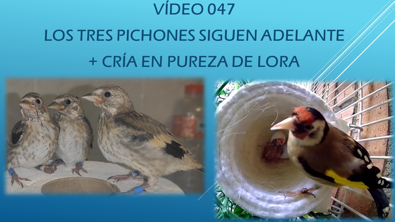 047 LOS TRES PICHONES SIGUEN ADELANTE + CRÍA EN PUREZA DE LORA
