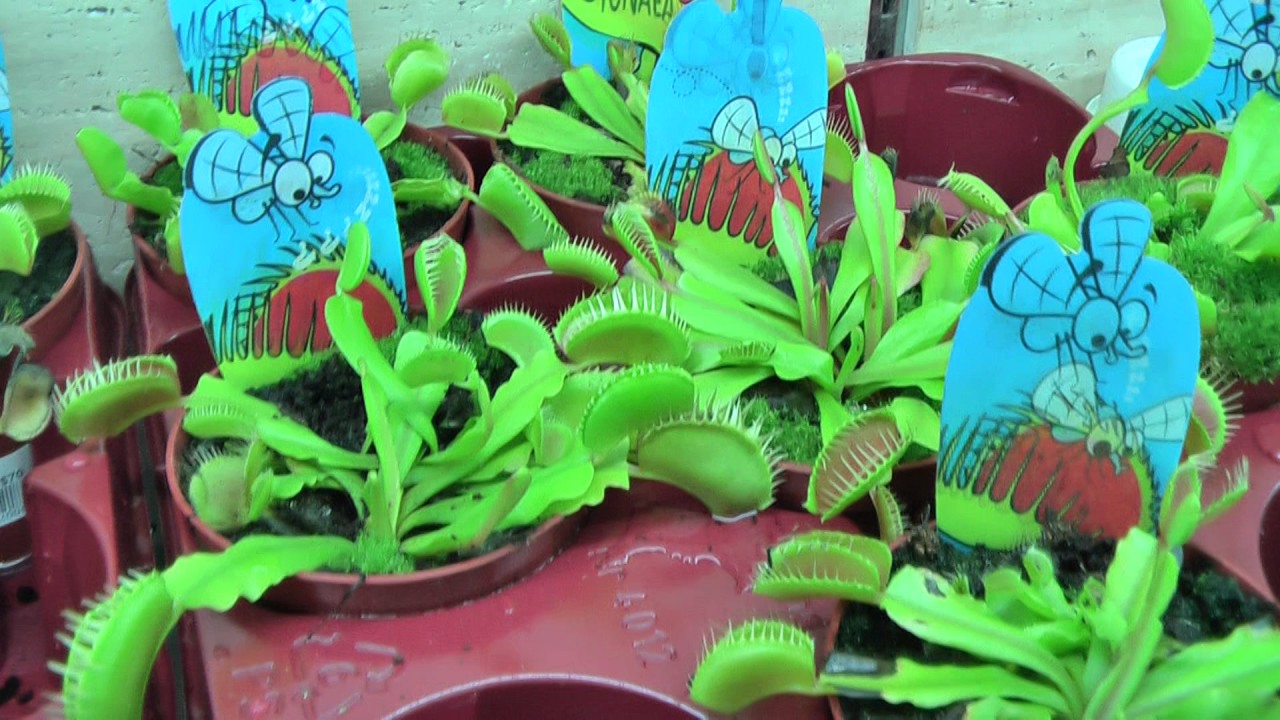 Flower market, Hong Kong 2