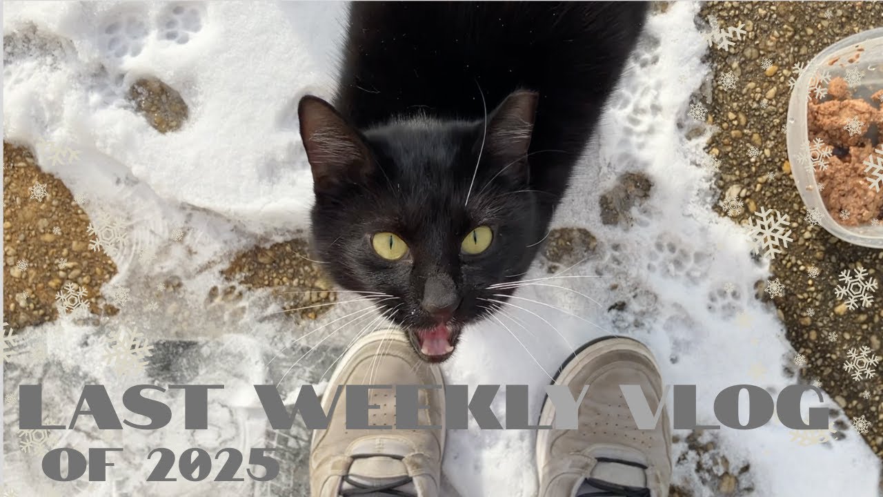 Saying Goodbye to 2025 | Last Bookmas weekly vlog, NYE swamp walk, cats, TBR Spin for the new year