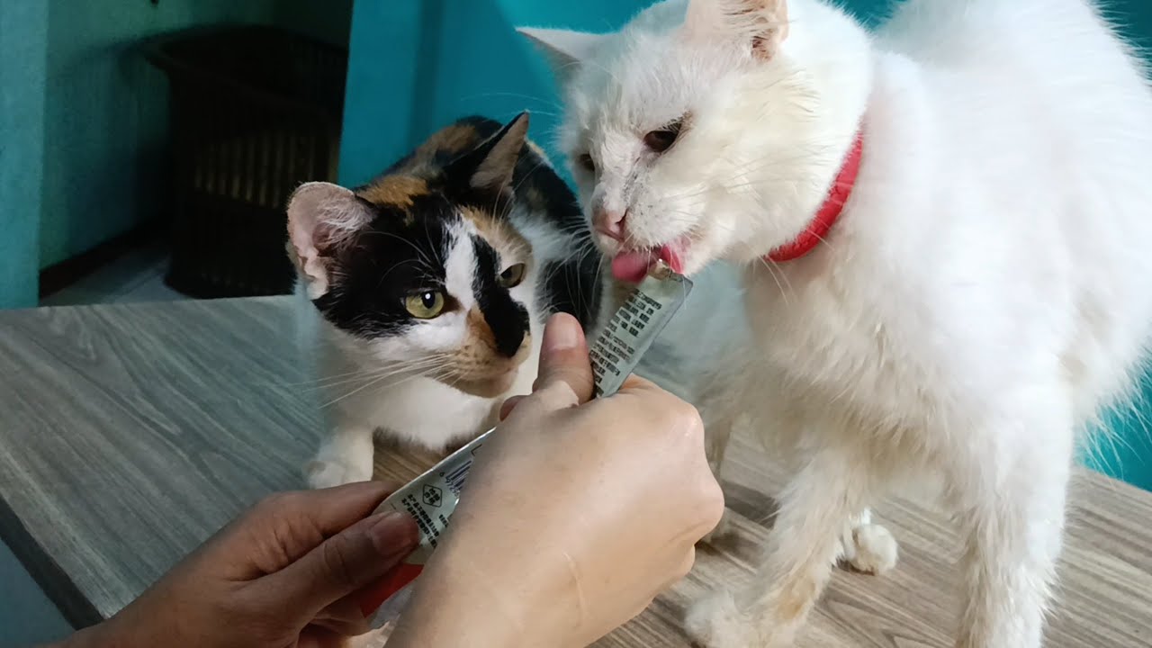 2 Mother Cats Devouring Snacks   mother cat eating snacks for the cats