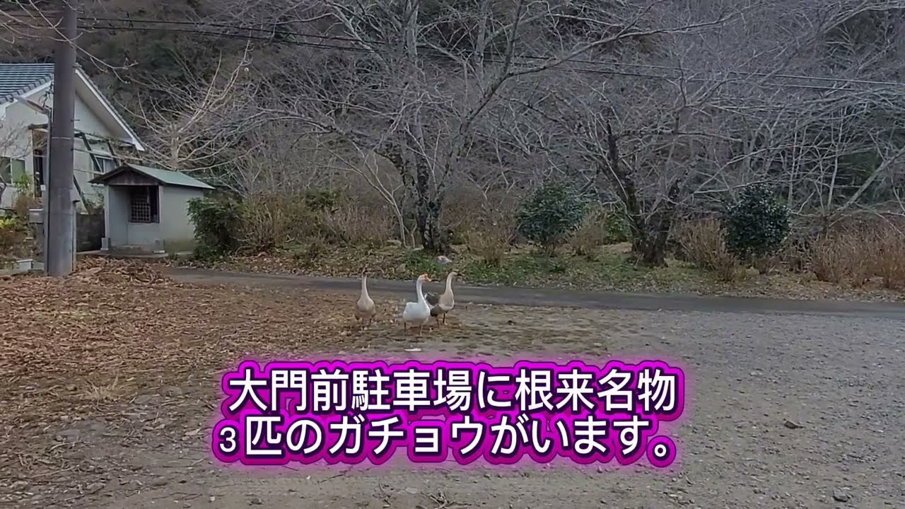 根来名物 ３匹のガチョウ