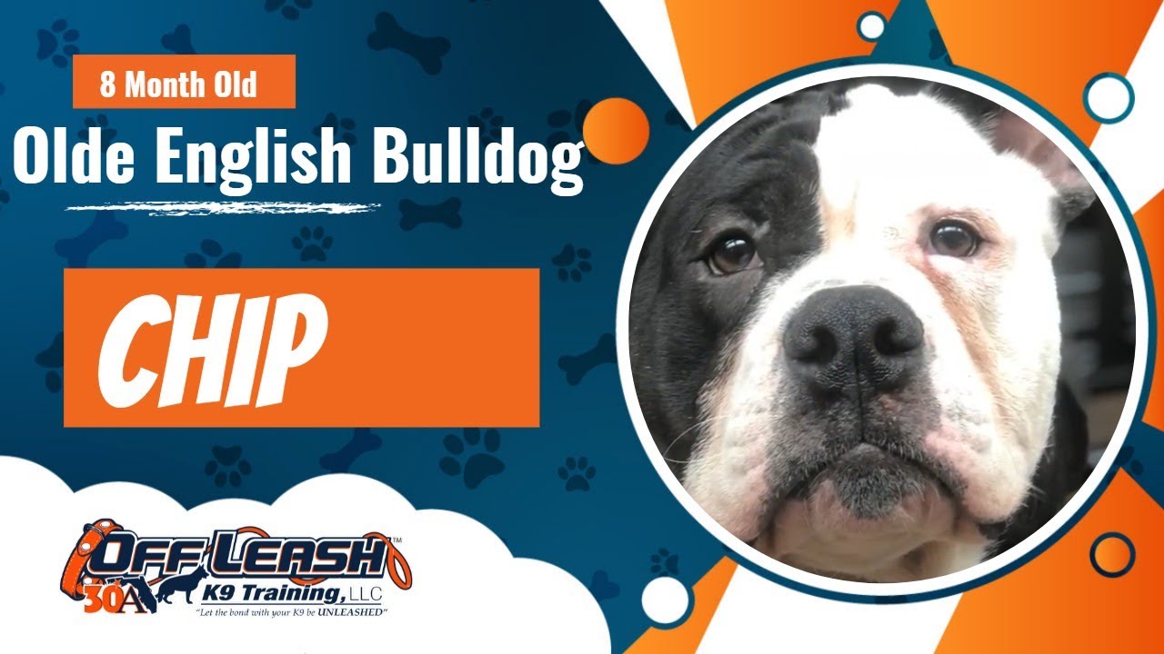 8 Month Old Olde English Bulldog, Chip | Large Breed Dog Training | Off Leash Obedience