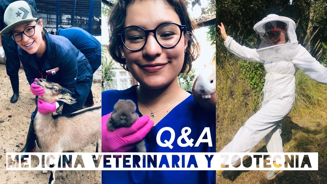 Respondiendo sus preguntas - Estudiar Medicina Veterinaria y Zootecnia 🤩👩🏻‍⚕️ (y más)