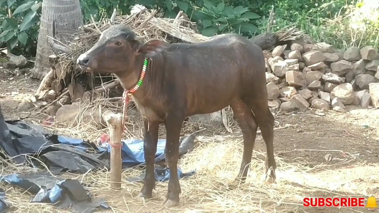 || Beautiful Pandhrpuri Buffalo calf and sound of Buffalo || Baliraja ||
