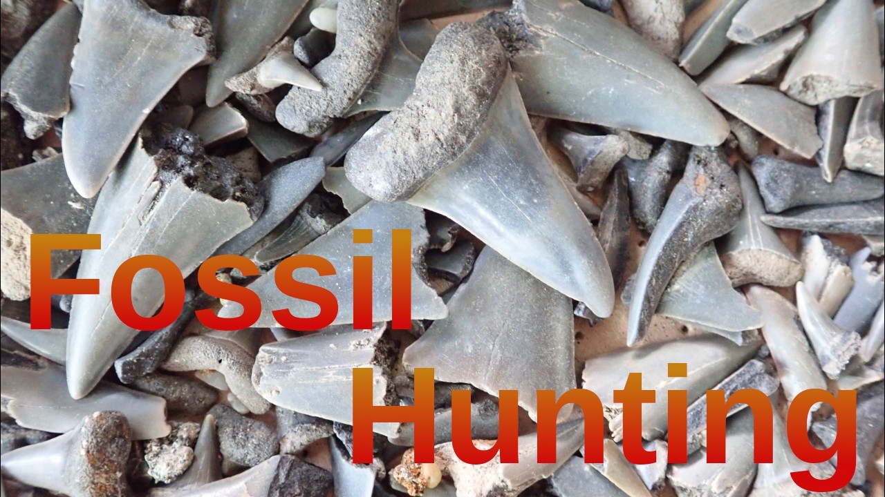 Digging Shark Teeth Fossil Hunting