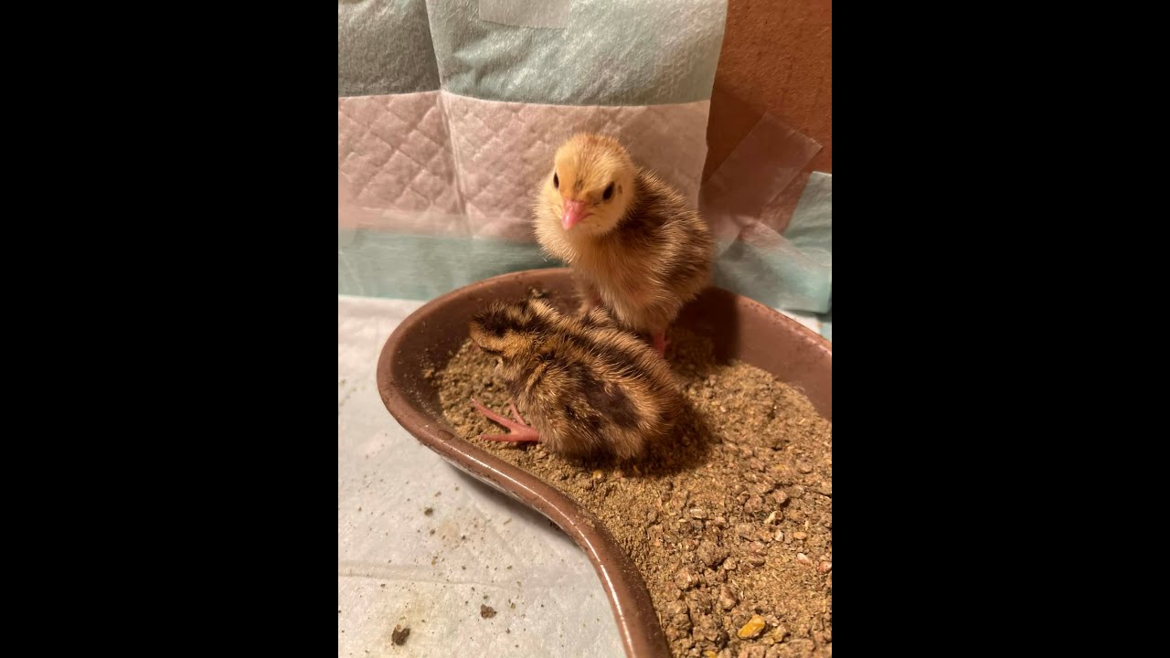 Quail Eggs Hatching In Incubator! Video #3 - Watch Birds Hatching!