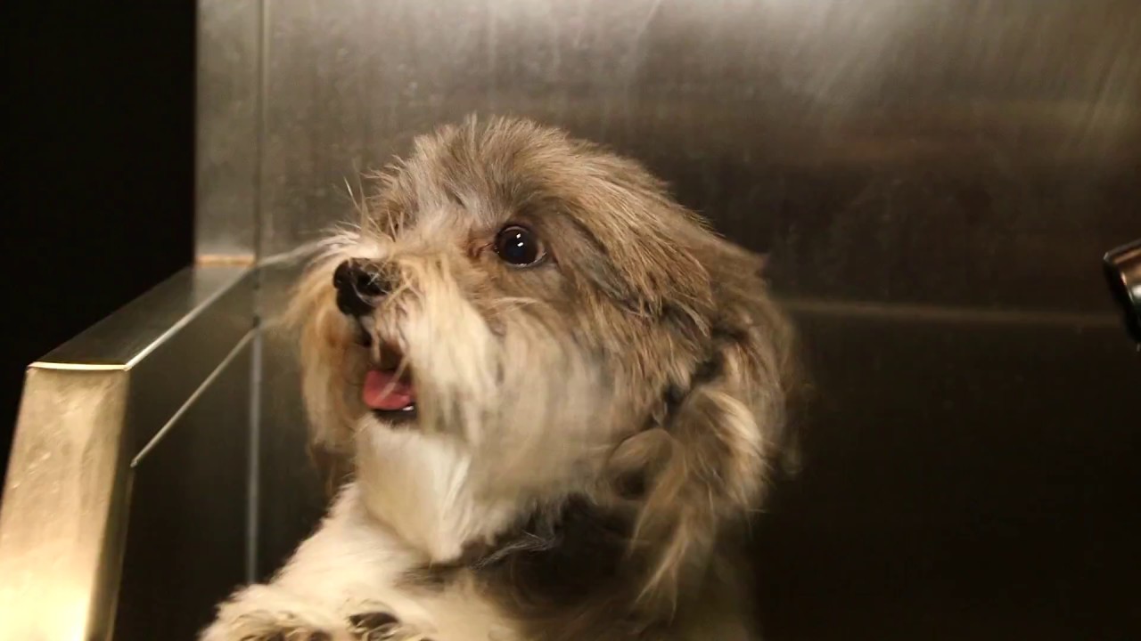 Evolution Dog Wash New Demonstration Video