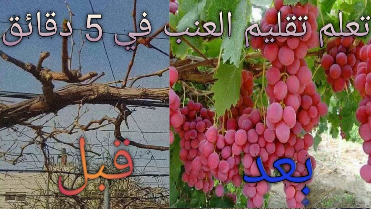 طريقة تقليم العنب للمبتدئين