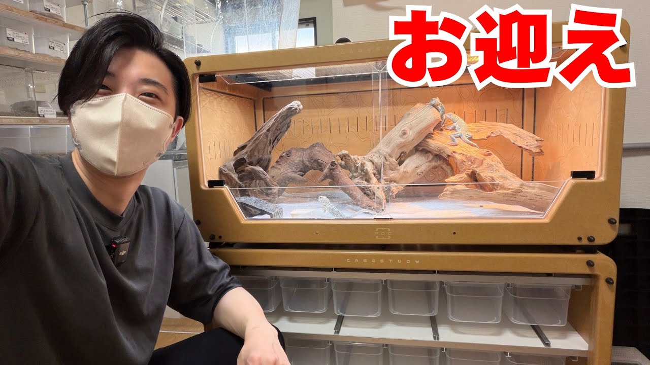【お迎え】青く美しいあのトカゲを飼育し始めました！