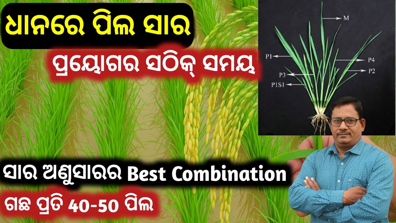 ଧାନର ପିଲ ସାର Fertilizer Management at paddy Tillering  ସାର ର Best Combination 40-50 ପିଲ