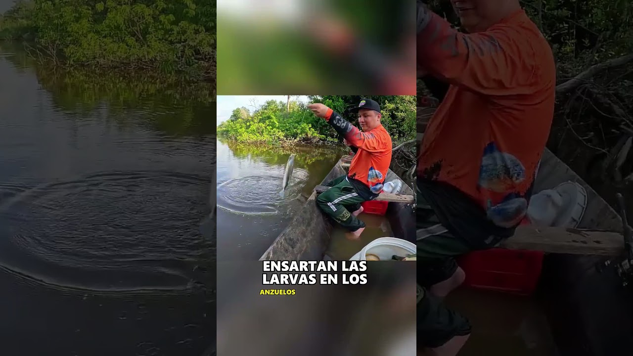 Cómo es pescar en el Amazonas... 🎣