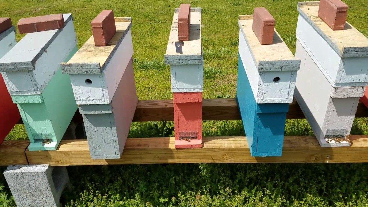 How to get an endless supply of Queens All Summer Long