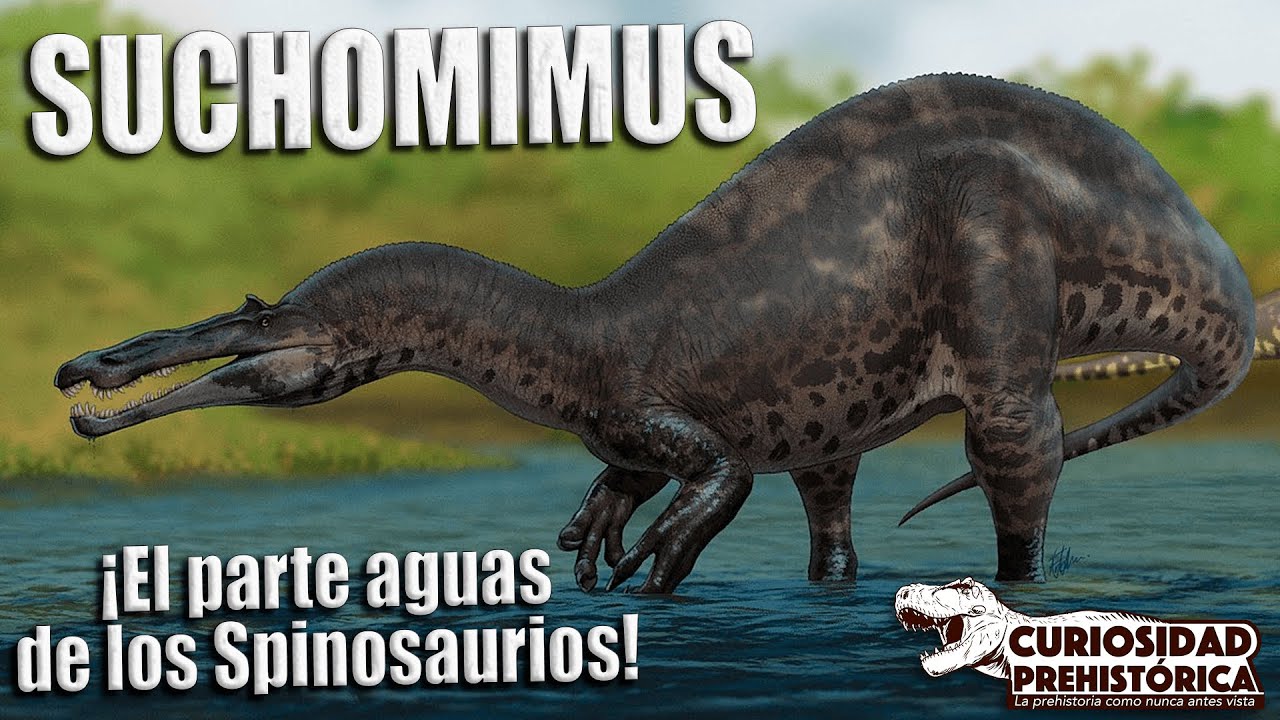 ¡El Spinosaurio que lo cambio TODO! - SUCHOMIMUS