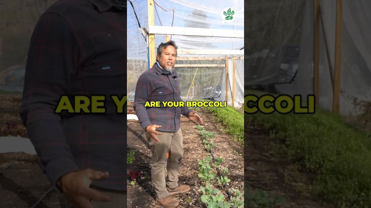 Want to grow broccoli faster? 🥦✨