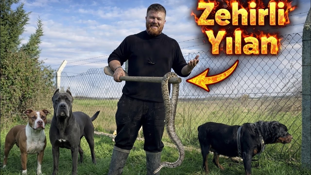 ГИГАНТСКАЯ ЗМЕЯ во дворе! 🐍 Так я спас своих собак!