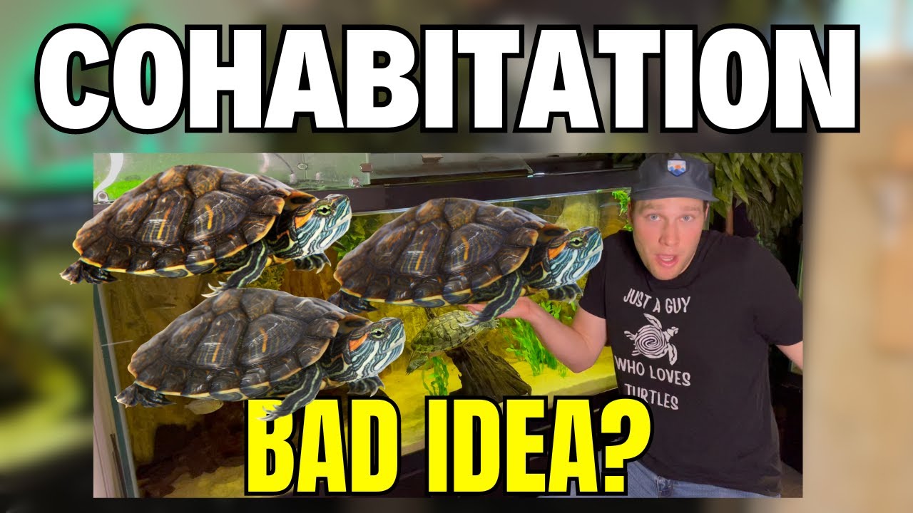 Can Turtles Live Together? Is Turtle Cohabitation a Good Idea? - I tried and this happened...