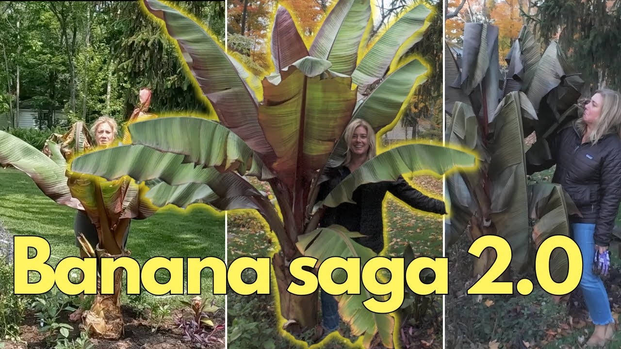 Overwintering THE banana in zone 5 (and why I maybe shouldn't)