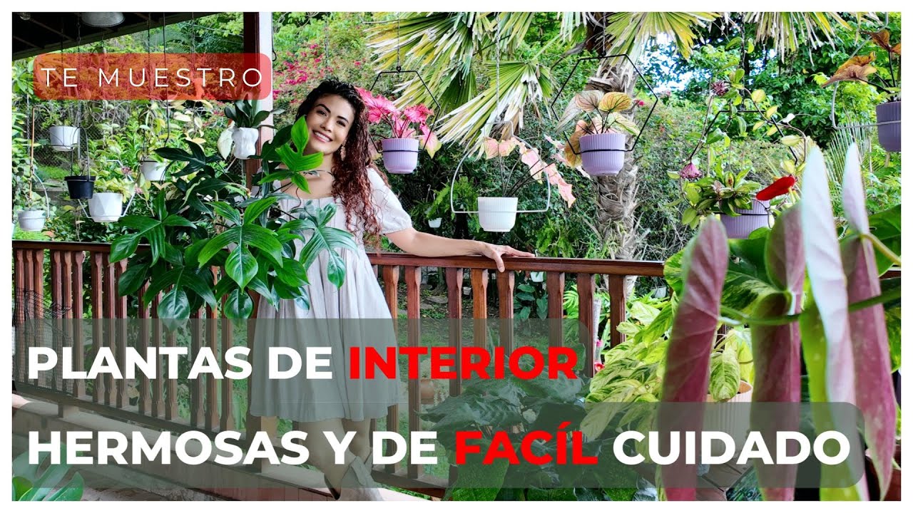 En plena TORMENTA, te muestro las plantas que puedes tener en el  INTERIOR de tu casa