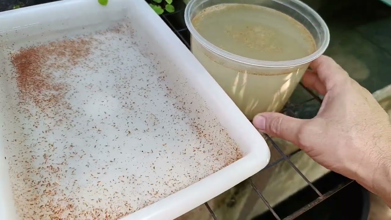 Ração rica em proteína para os filhotes de guppy 