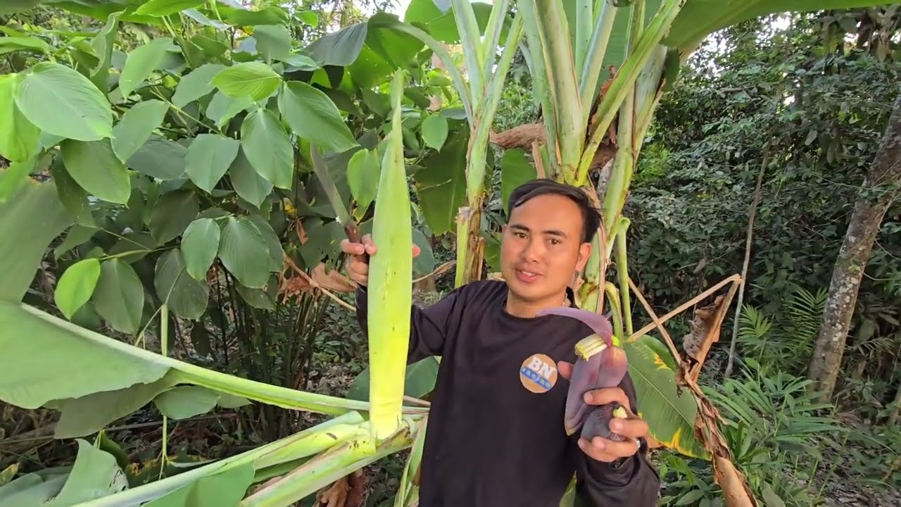 มีความสุขที่อยู่กับธรรมชาติกินอาหารที่ปลอดสารพิษ คนป่า ตองเหลึอง ຄົນປ່າ ຕອງເຫຼືອງ bn saolao 