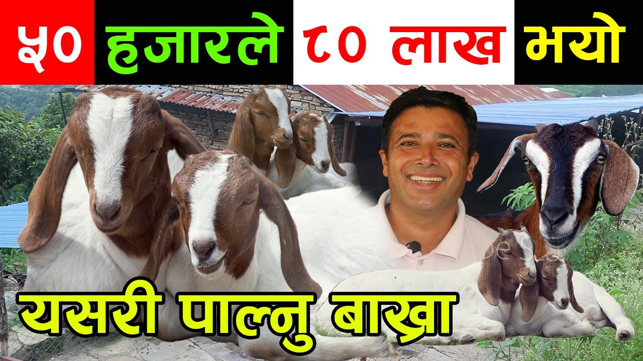 ५० हजारको लगानिले ८० लाख कमाउन यसरी बाख्रा पाल्नुस्,  दुर्गा दाईको बाख्रा पाल्ने आइडिया│Nepal Chitra