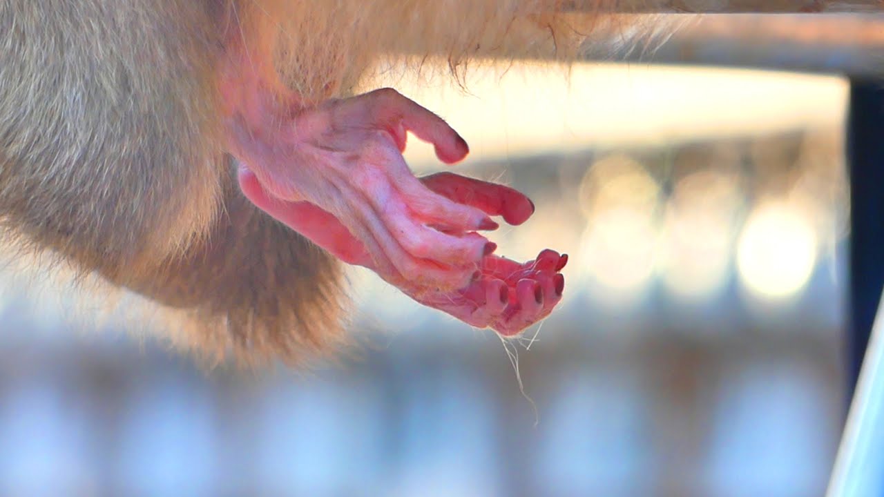 WOW! Look at the toe of newborn baby monkey really very cute