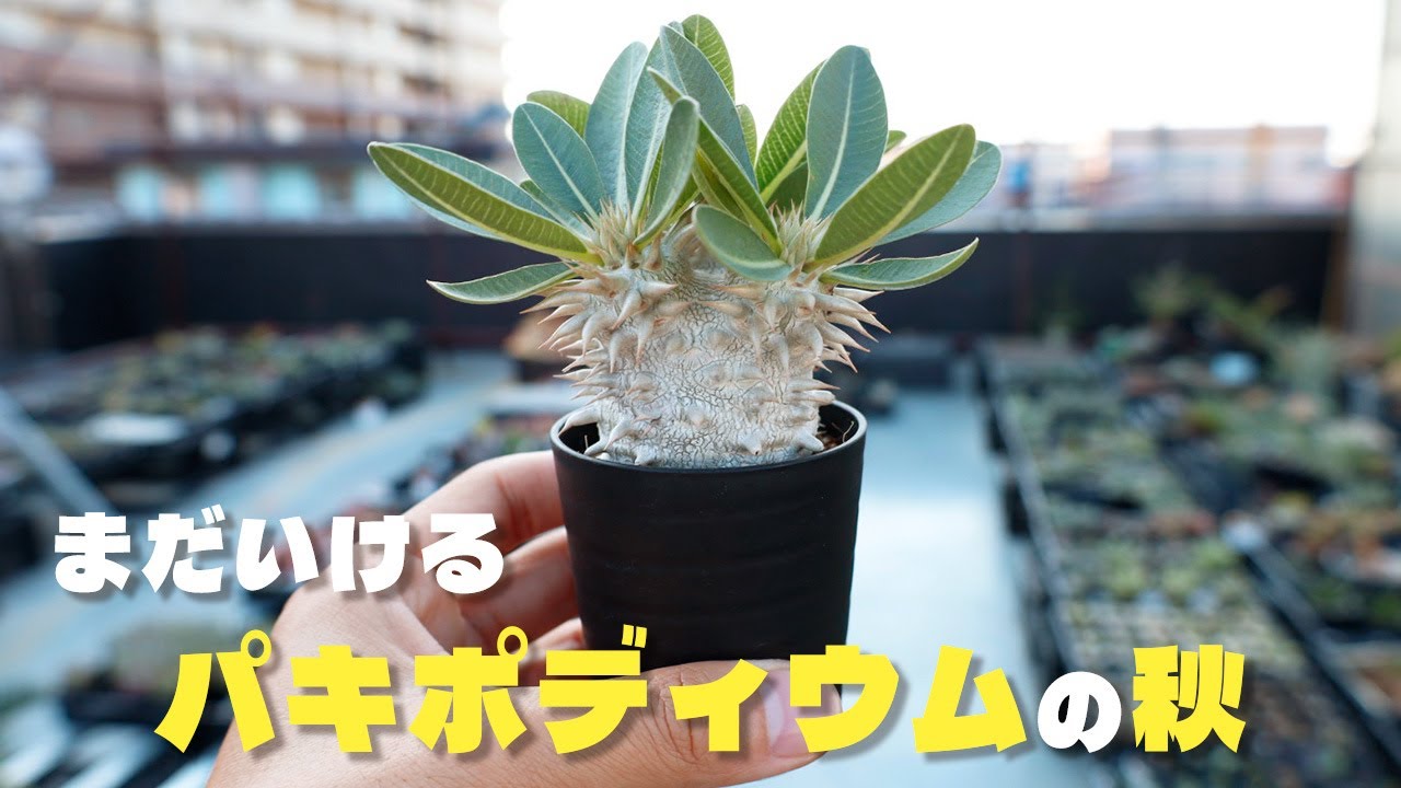 パキポディウムの秋の育て方を解説