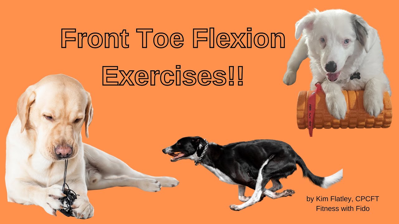 Front Toe Flexion Exercises for your Dog