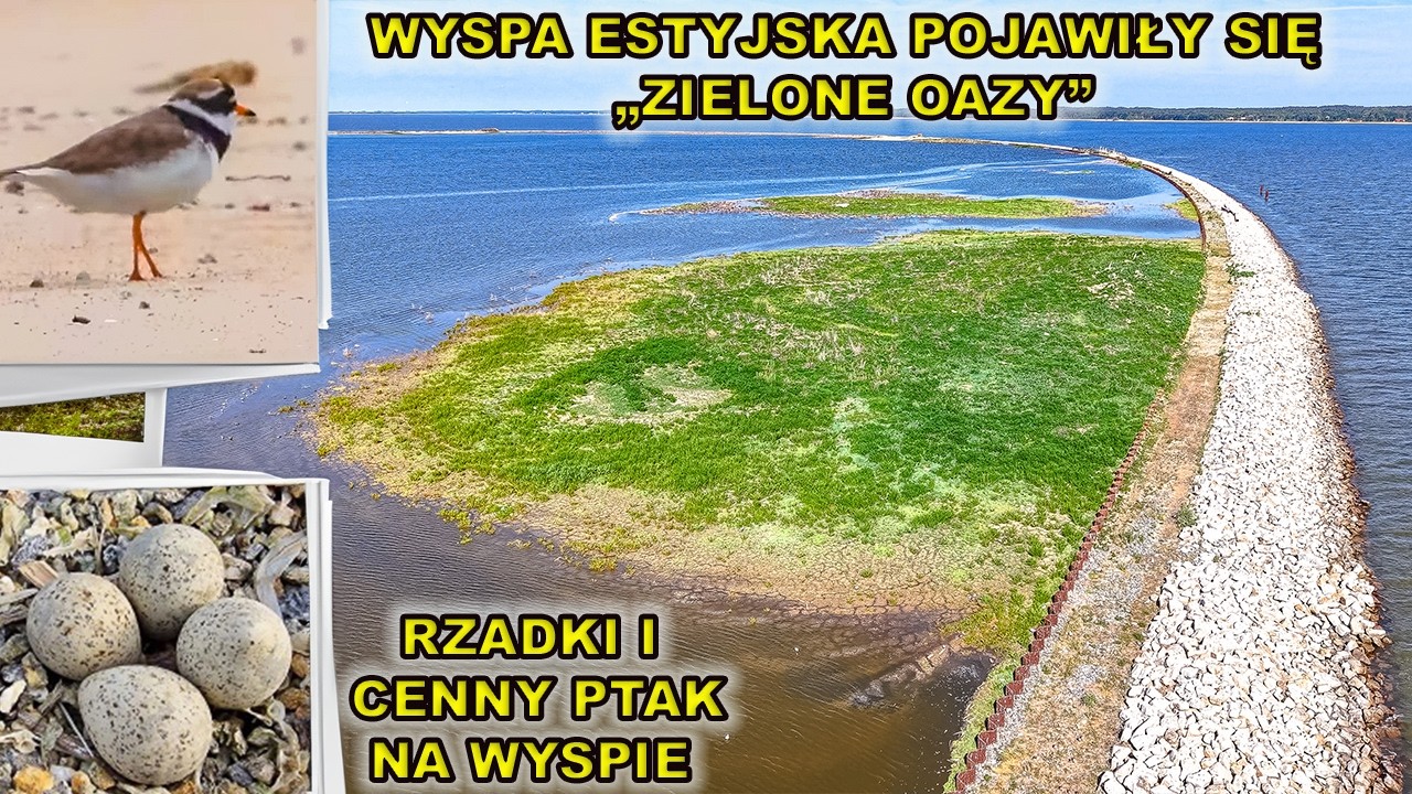 Wyspa Estyjska  - pojawiły się zielone 