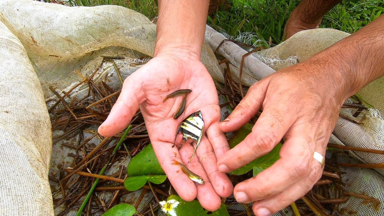 CAPTURAMOS PEIXES ORNAMENTAIS INCRIVES EM UM LAGO - ACARAS BANDEIRAS SELVAGENS