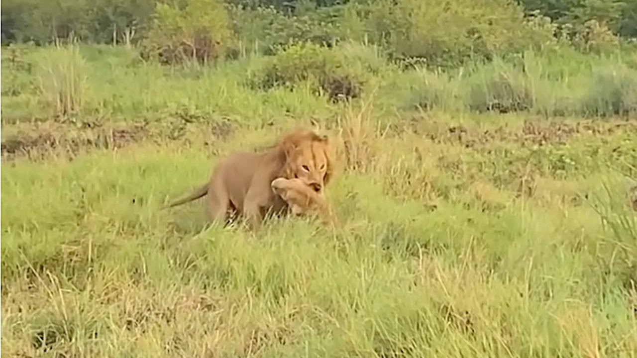 Lioness loses her life trying to protect her cubs