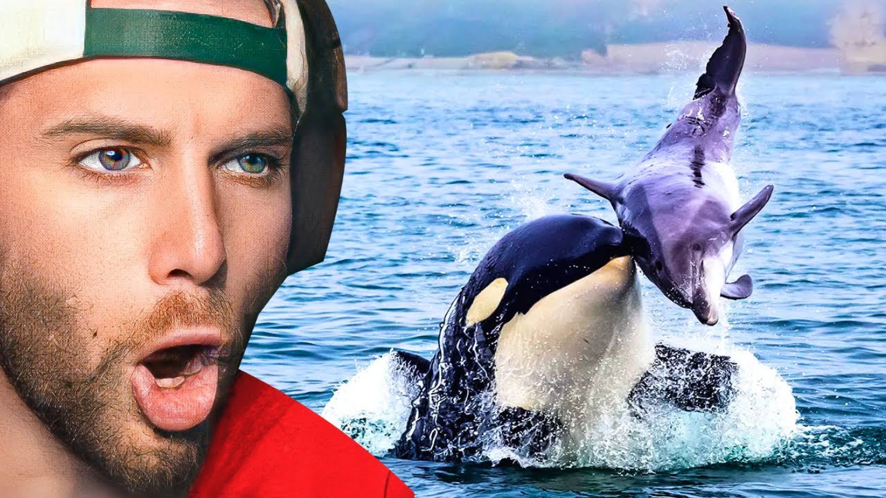REACTING TO BEST ORCA ATTACKS