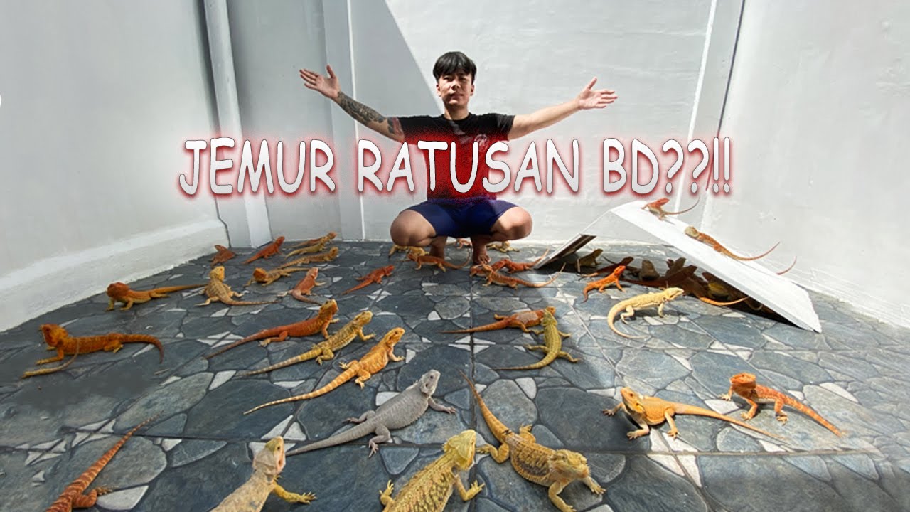 JEMUR RATUSAN BEARDED DRAGON ???!!!