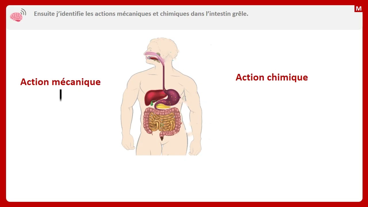 Identifier les étapes de la digestion et leurs résultats chez l’Homme
