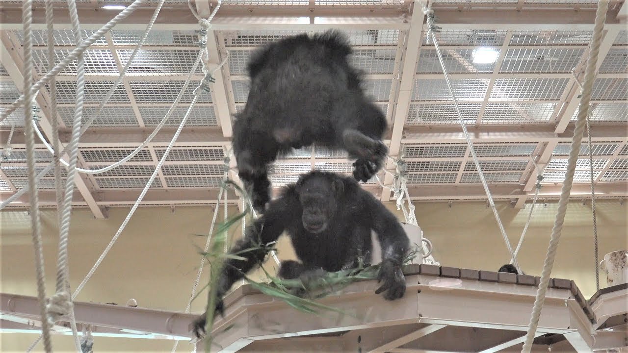 チンパンジーを高所から投げ落とす！ リュウ 大暴れ！ 双子の赤ちゃん Chimpanzee twin baby  & Ryu  Rampage