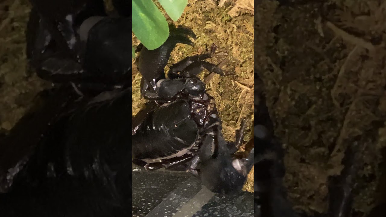 Asian Forest Scorpion Athena hiding under her leaf. 