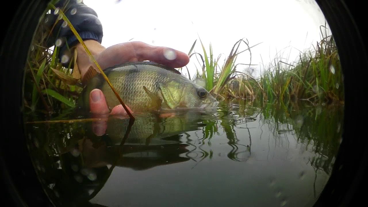 FishUp Wizzle Shad
