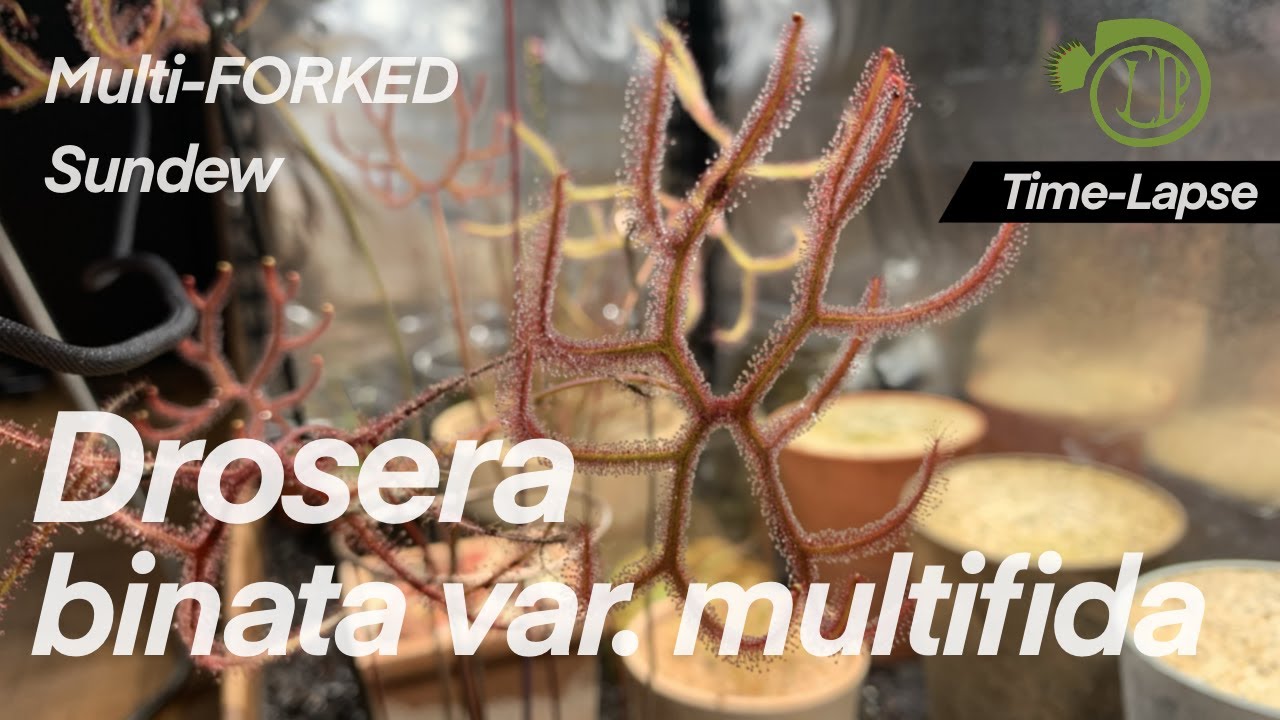 Forked SUNDEW spreading their leaf || Drosera binata || time lapse || carnivorous plants ||