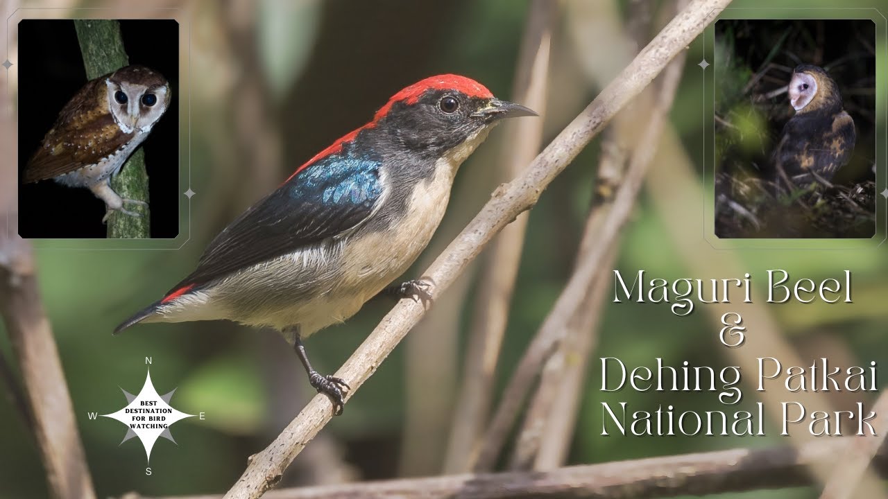 Bird Watching at Assam - Maguri & Dehing Patkai National Park #Birds #BirdWatching #BirdsOfIndia
