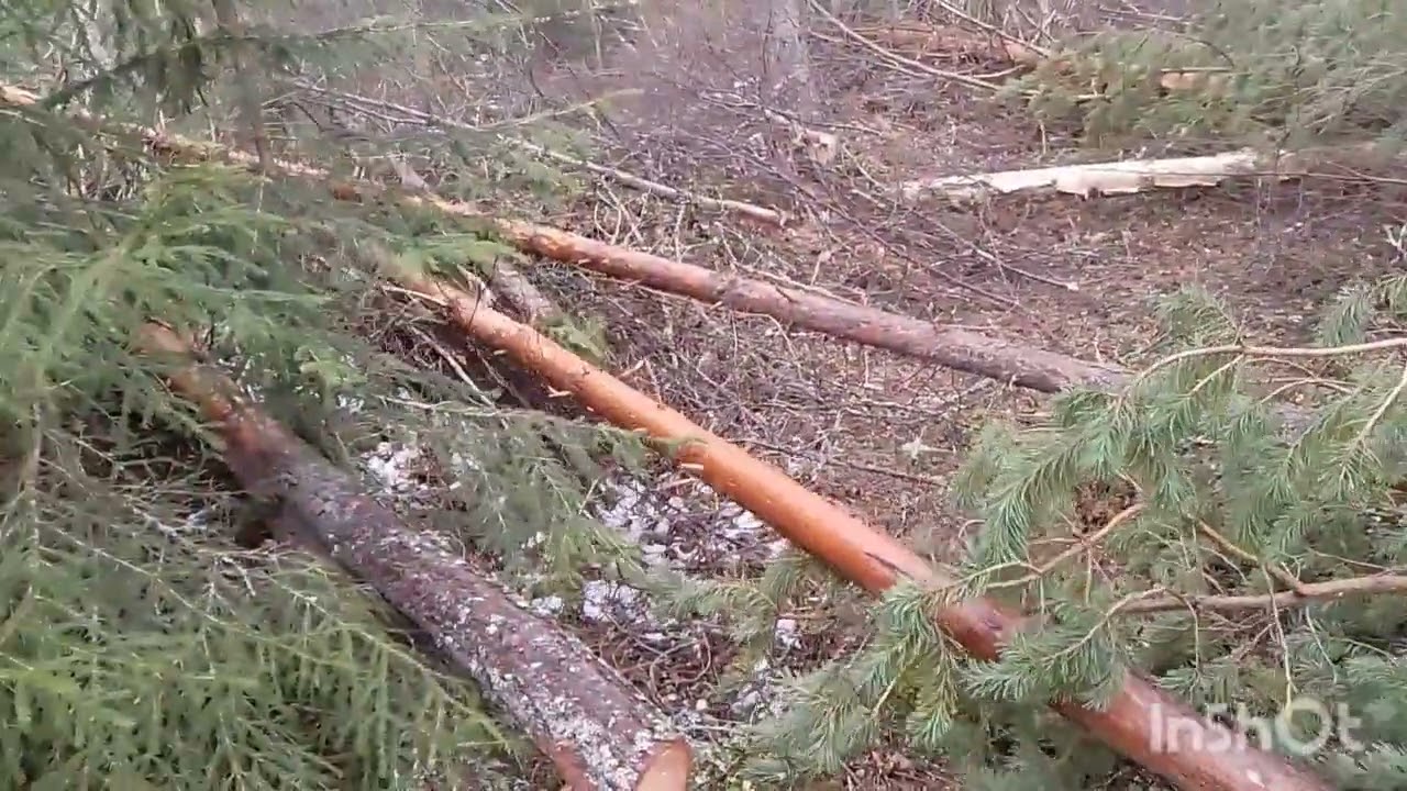 Puiden tekoa nyykkärillä ja hyprolla.