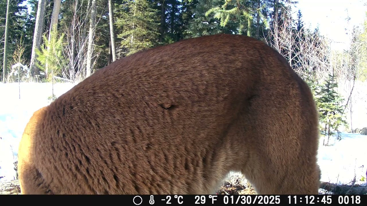 Northwest Montana Trail Cams & Northern Lights